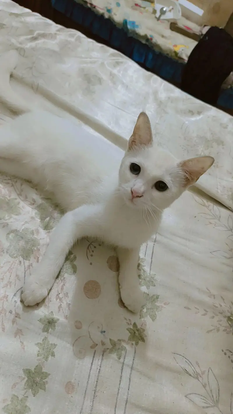 Turkish angora kitten — photo 5