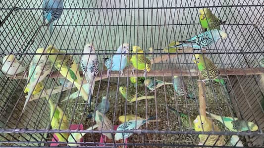 Australian Budgies Home breed for sale