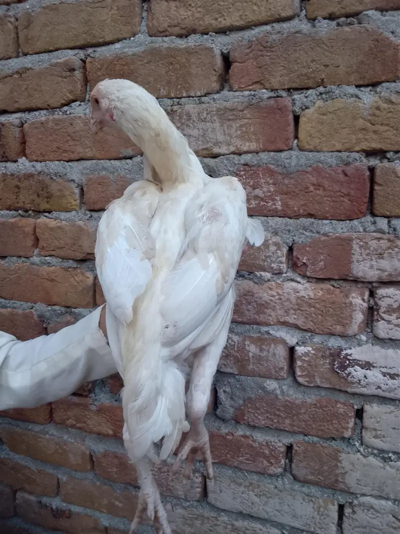 aseel heera pair — photo 5