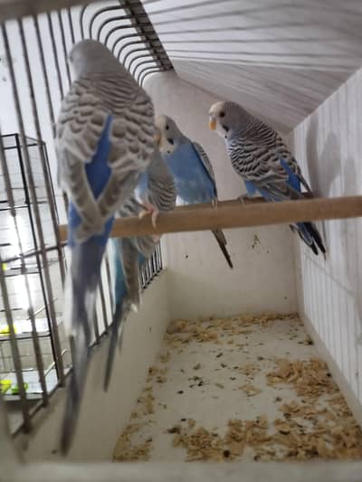 Dun Fellow Adult Males Available 2 Pieces