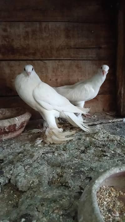 Pomorian Chix pair