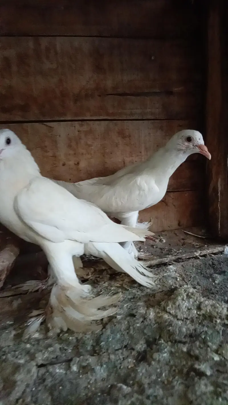 Pomorian Chix pair — photo 2