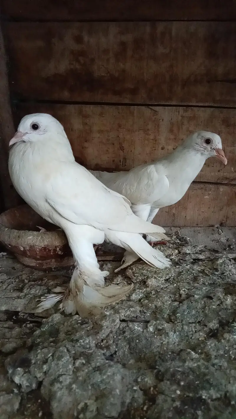 Pomorian Chix pair — photo 3