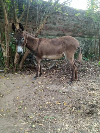 Khoti for sale