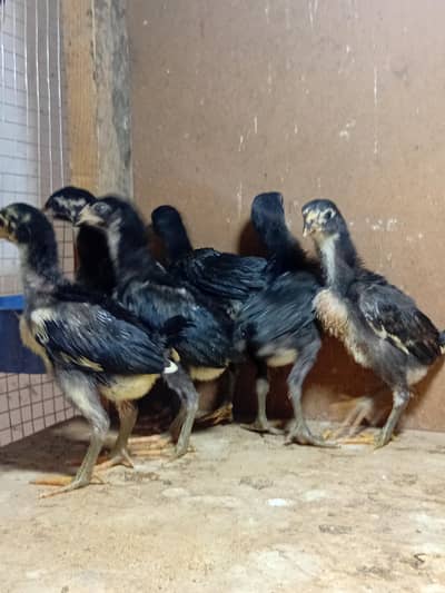 burmi pakoy chicks healthy active