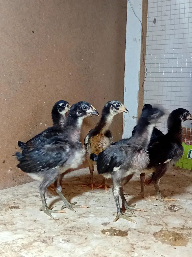 burmi pakoy chicks healthy active — photo 2
