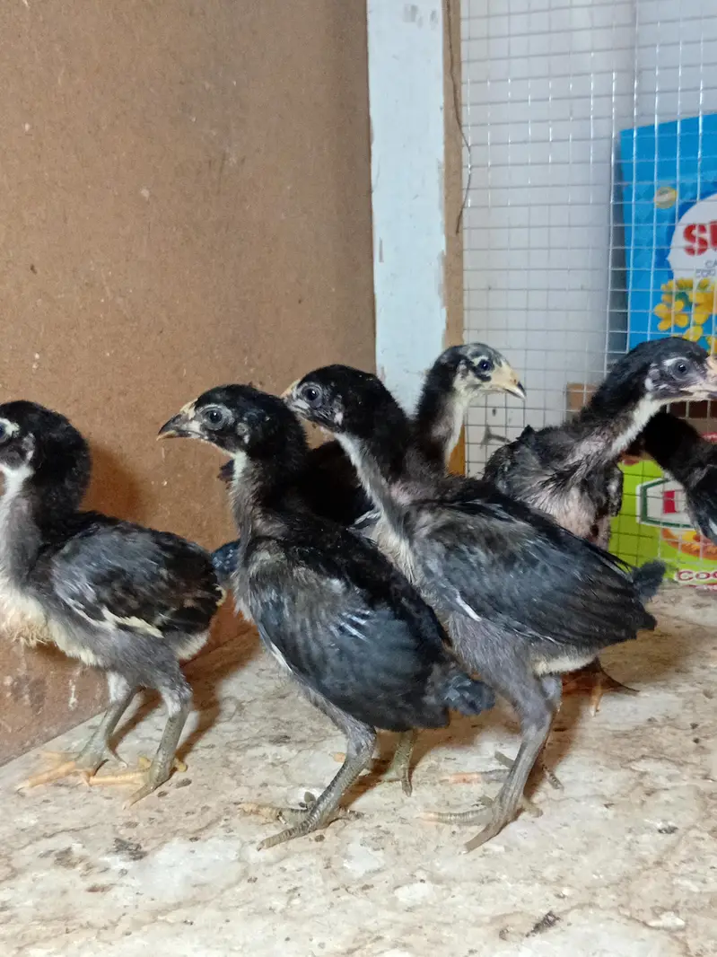 burmi pakoy chicks healthy active — photo 3
