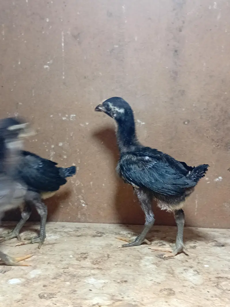 burmi pakoy chicks healthy active — photo 4