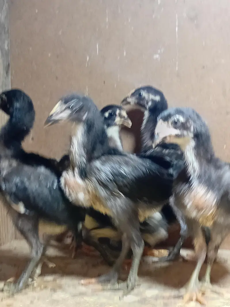 burmi pakoy chicks healthy active — photo 6
