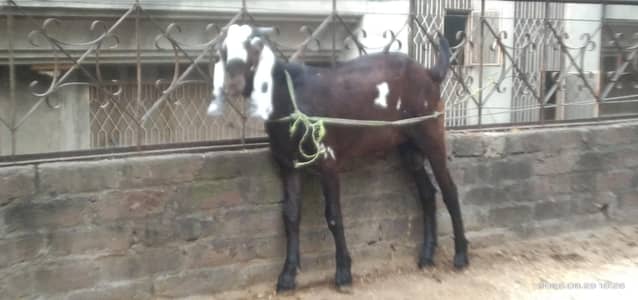 Desi Beetal Crosss Nagra Bacha male for sale. 0310-7286943