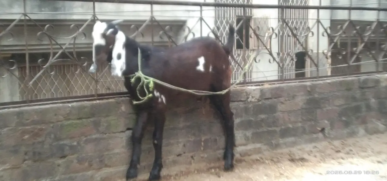 Desi Beetal Crosss Nagra Bacha male for sale. 0310-7286943 — photo 2
