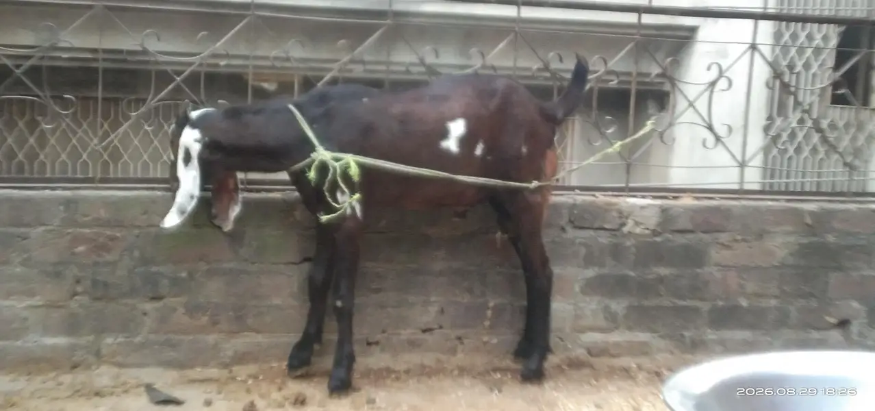 Desi Beetal Crosss Nagra Bacha male for sale. 0310-7286943 — photo 3