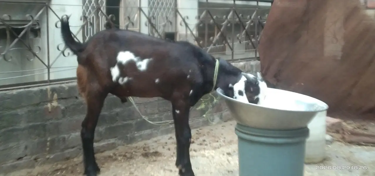 Desi Beetal Crosss Nagra Bacha male for sale. 0310-7286943 — photo 4