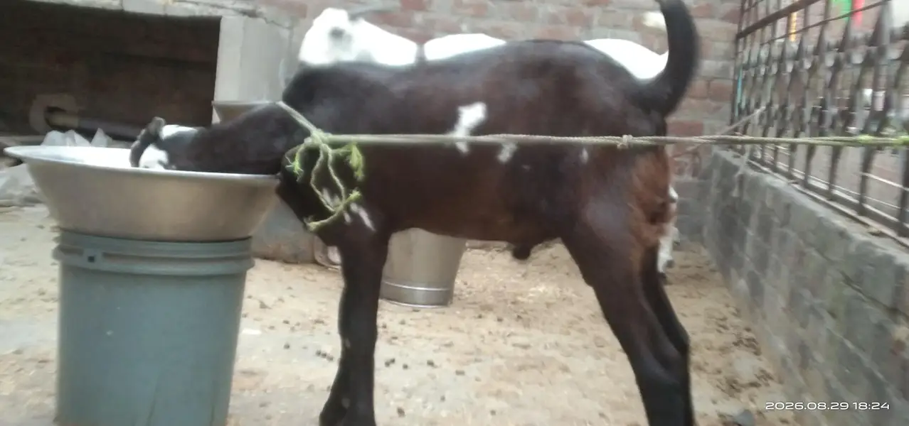 Desi Beetal Crosss Nagra Bacha male for sale. 0310-7286943 — photo 5