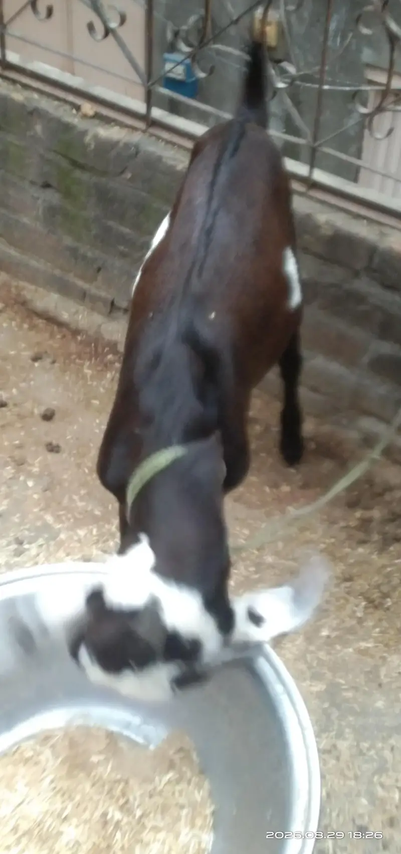 Desi Beetal Crosss Nagra Bacha male for sale. 0310-7286943 — photo 6