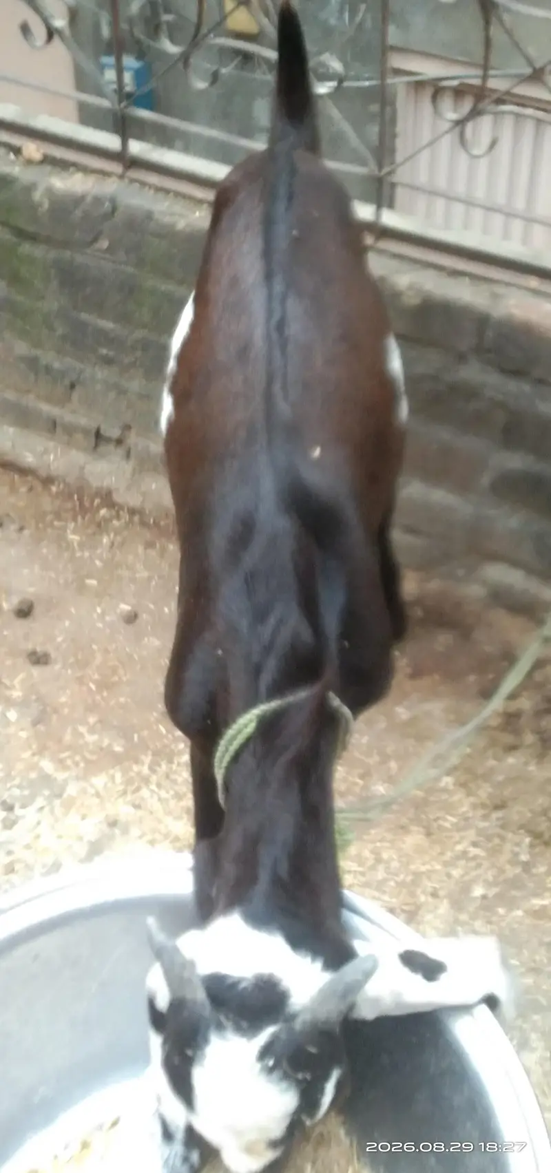 Desi Beetal Crosss Nagra Bacha male for sale. 0310-7286943 — photo 7