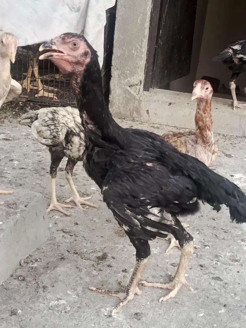 Aseel Shamoo and Pakistani Asee — photo 2