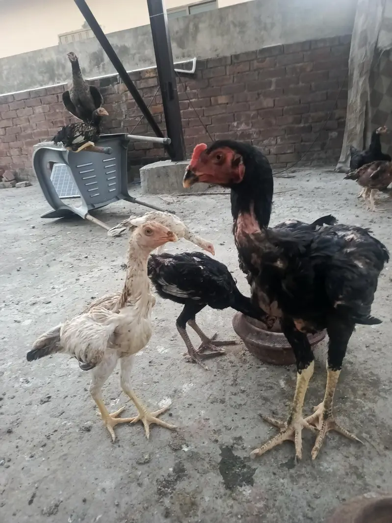 Aseel Shamoo and Pakistani Asee — photo 5
