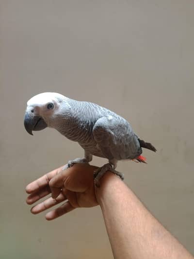 beautiful grey parrot +92 315 2374431