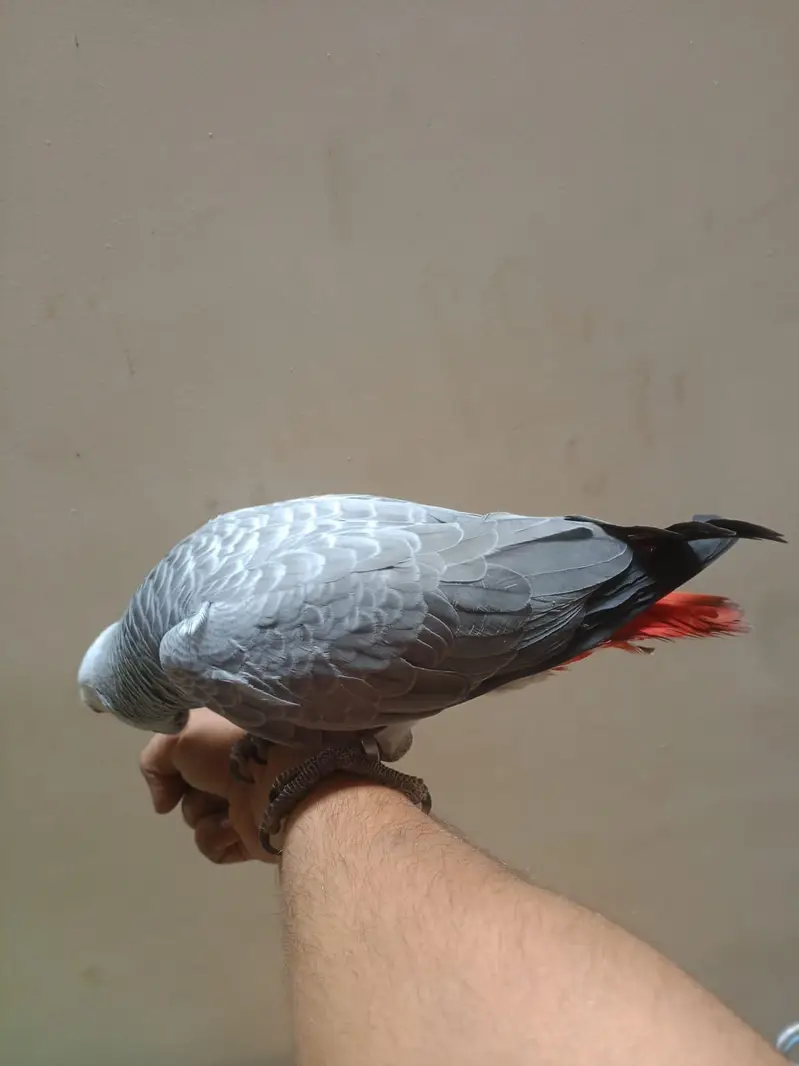 beautiful grey parrot +92 315 2374431 — photo 2