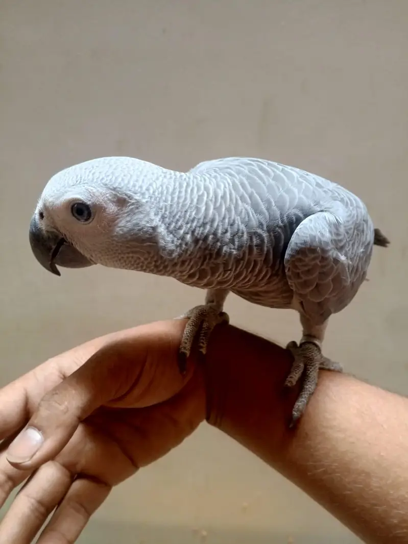 beautiful grey parrot +92 315 2374431 — photo 3