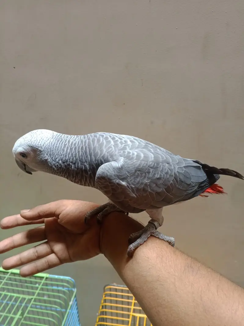 beautiful grey parrot +92 315 2374431 — photo 4