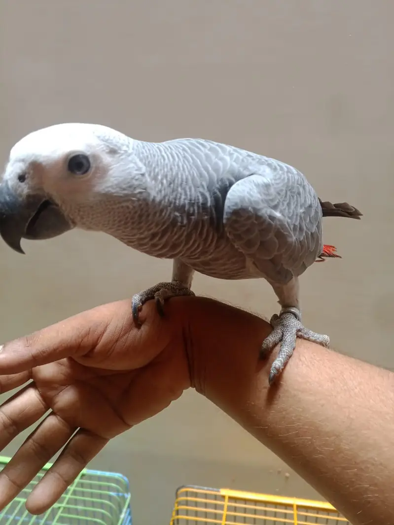beautiful grey parrot +92 315 2374431 — photo 5