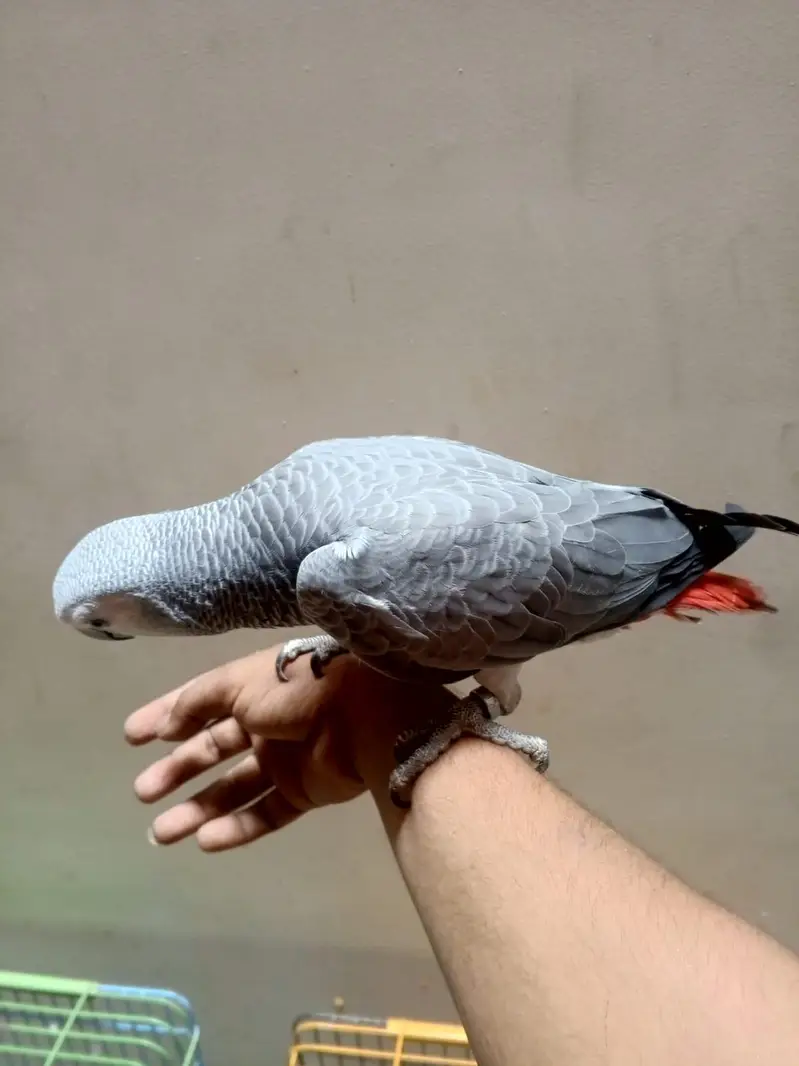 beautiful grey parrot +92 315 2374431 — photo 6