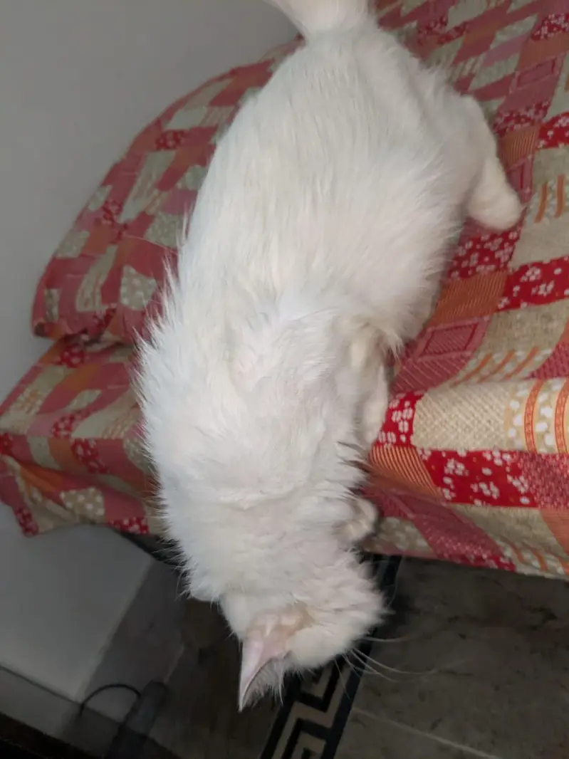 Pair available with two (2) kittens — photo 4