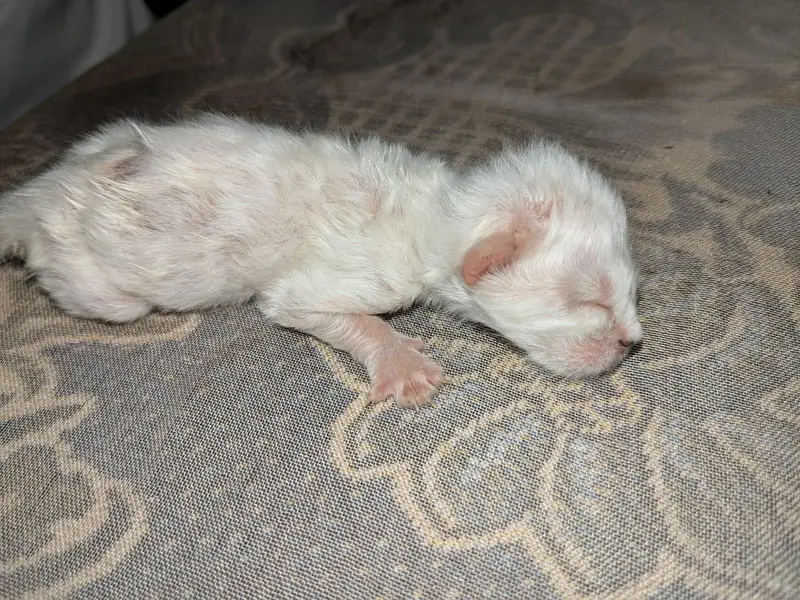 Pair available with two (2) kittens — photo 5