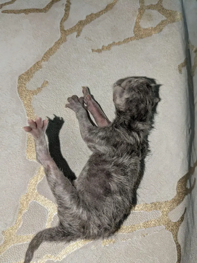Pair available with two (2) kittens — photo 7