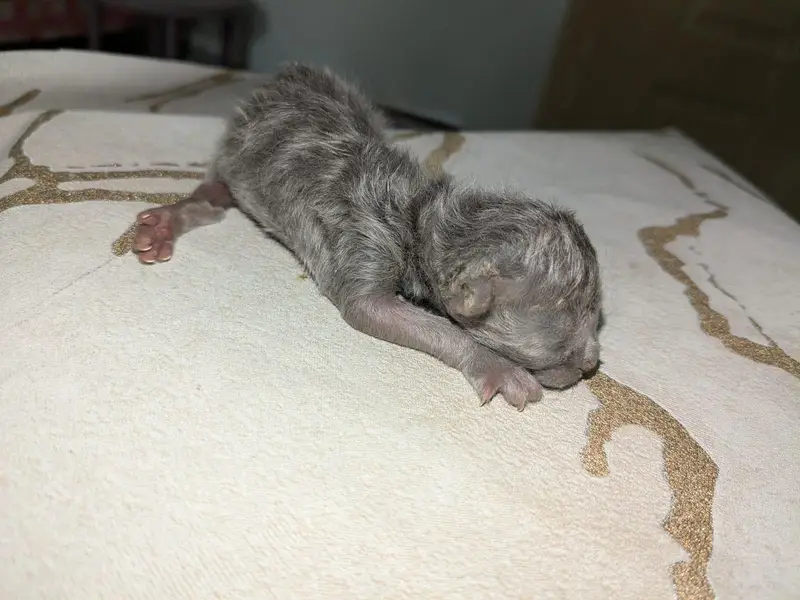 Pair available with two (2) kittens — photo 8