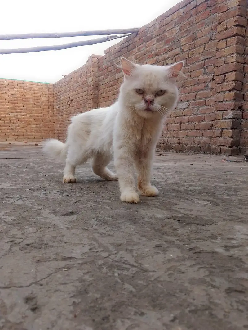 Pair available with two (2) kittens — photo 9