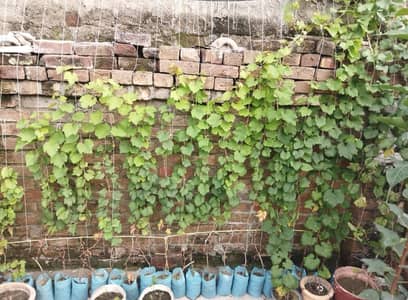 سرخ انگور کی بیل Red Grapes Vine
