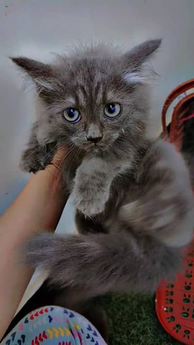 gray Persian female