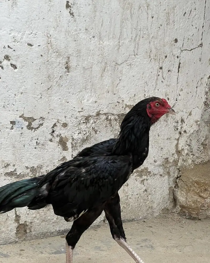 Aseel mushka , miawali , saleta — photo 8