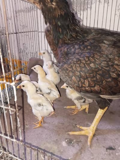 6 Aseel Chicks
