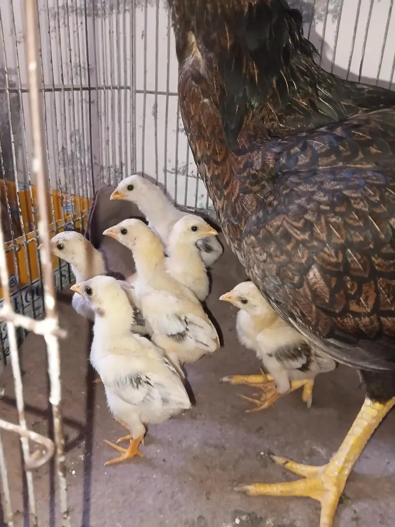 6 Aseel Chicks — photo 2