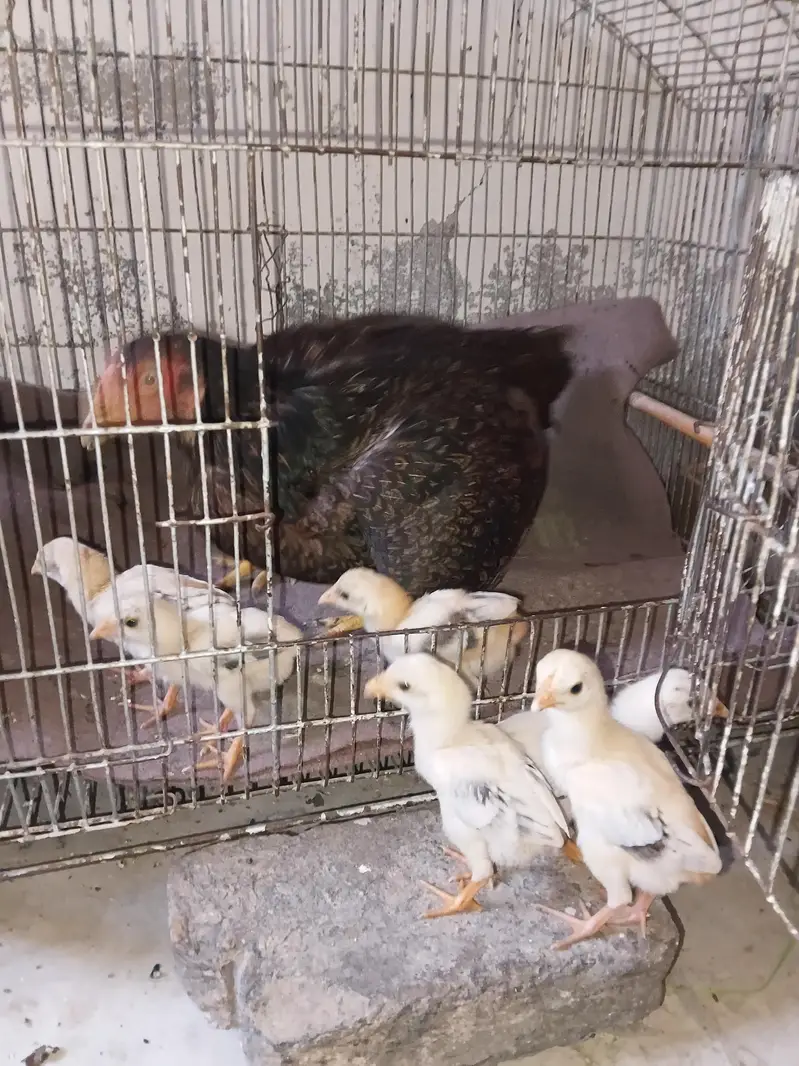 6 Aseel Chicks — photo 3