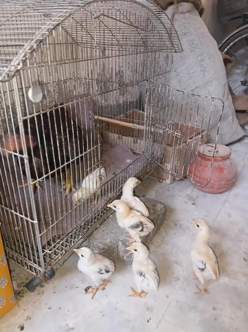 6 Aseel Chicks — photo 4