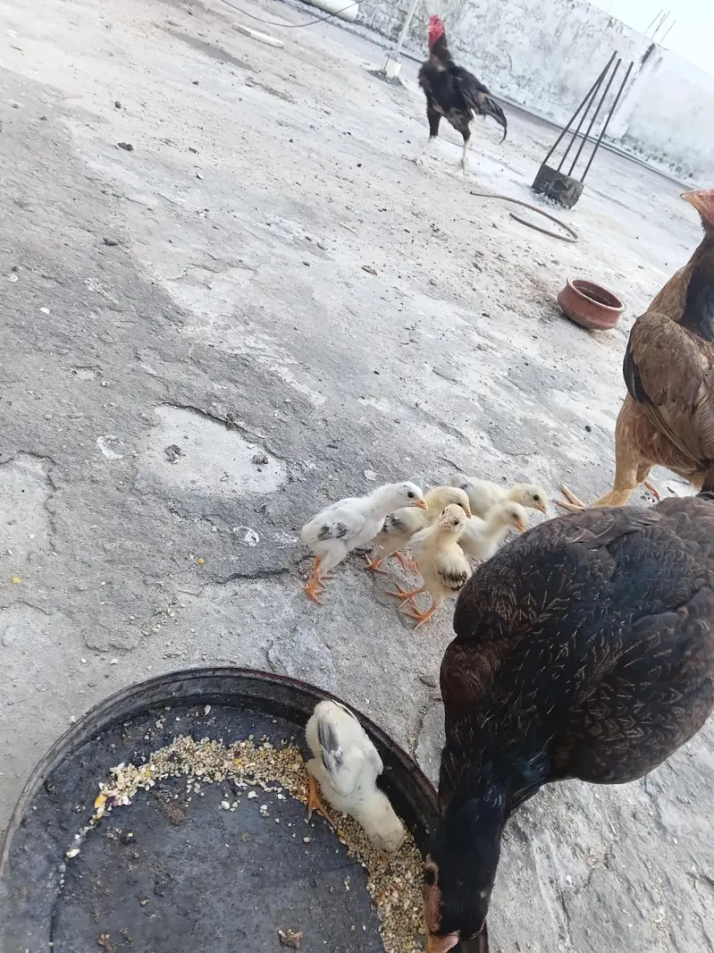 6 Aseel Chicks — photo 5