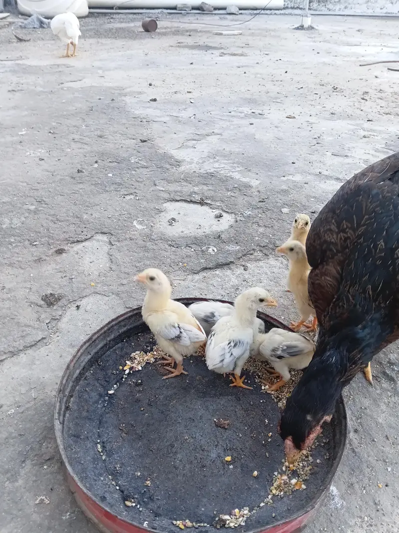 6 Aseel Chicks — photo 6