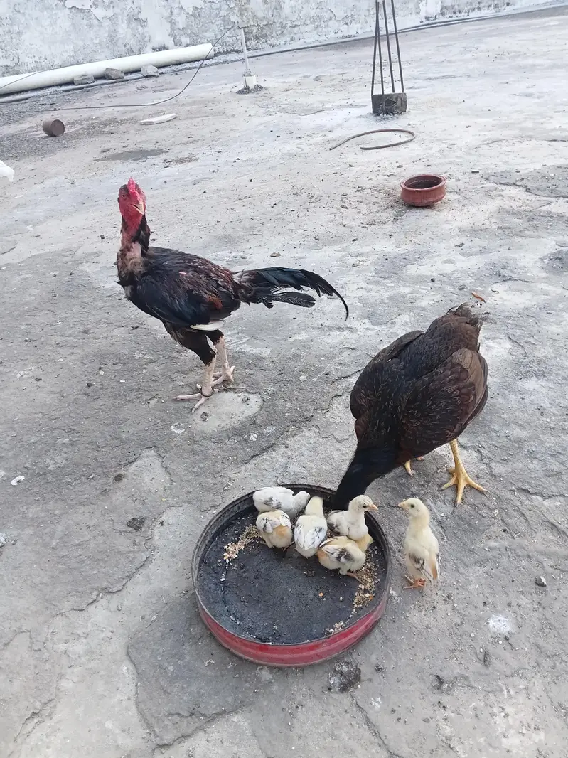 6 Aseel Chicks — photo 7