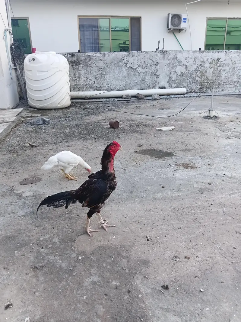 6 Aseel Chicks — photo 8