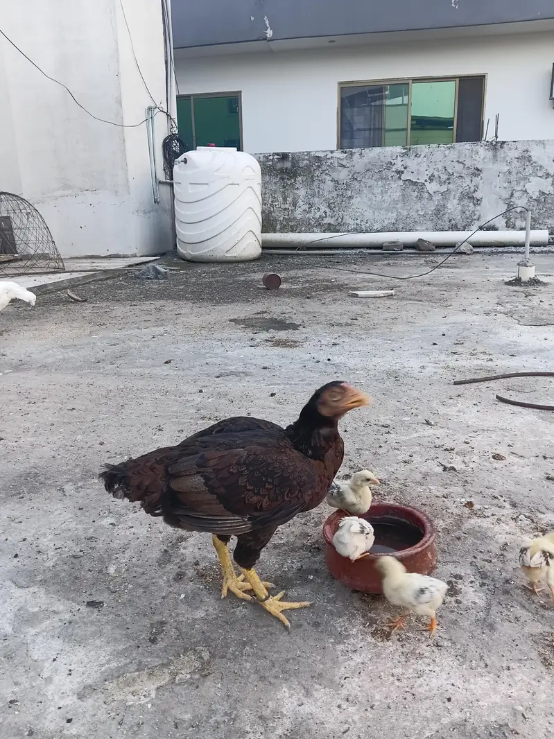 6 Aseel Chicks — photo 9