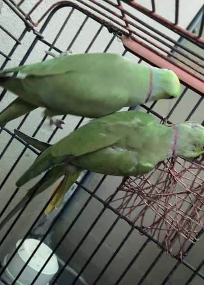 Green Ringneck