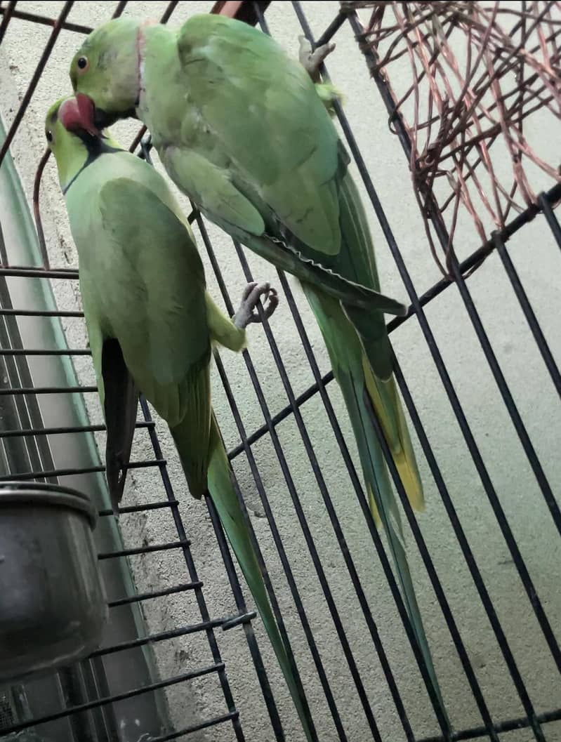 Green Ringneck 1