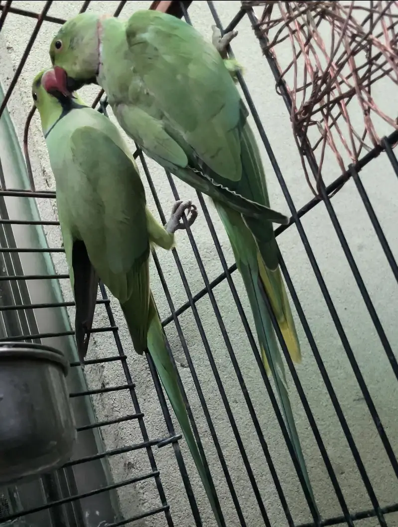 Green Ringneck — photo 2