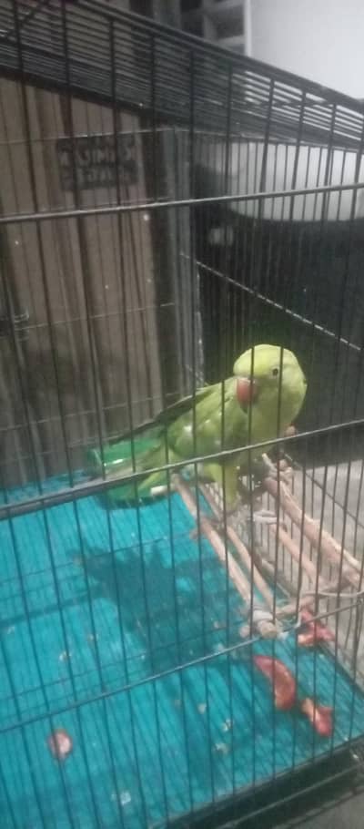 HAND TAMMED GREEN PARROT WITH CAGE (PINGRA)