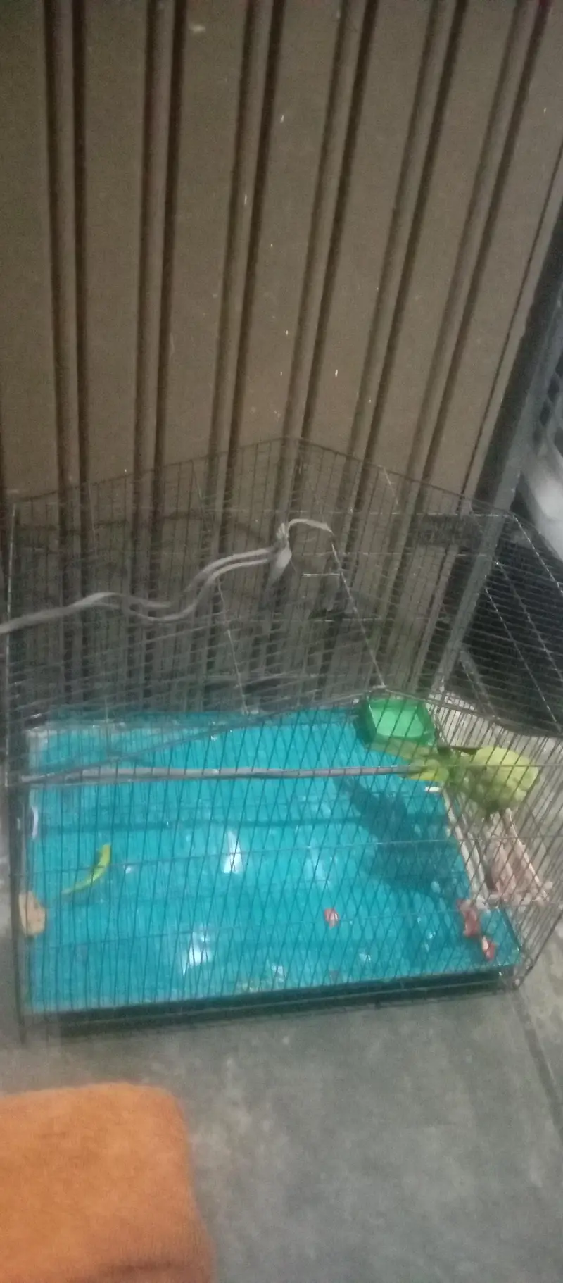 HAND TAMMED GREEN PARROT WITH CAGE (PINGRA) — photo 2